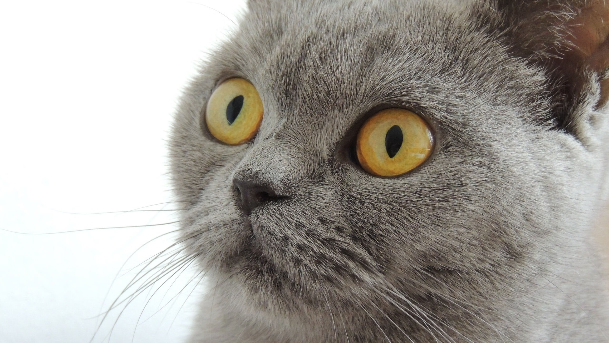 奇才强势晋级浙江队，恩比德成为关键先生，跨洋篮球的奇妙交汇